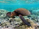 Green turtle over coral reef