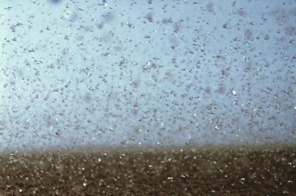 CSIRO image of locust plague