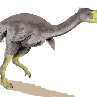 Resource: Ice Age Animals