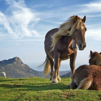 HASS 6.1 bundle – Ancient Explorers: Ice Age travellers, the settlement of Australia, Asia and the Americas