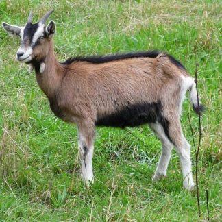 Young goat