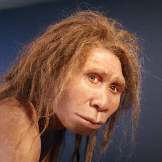 Resource: Homo Erectus