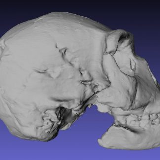 Resource: Homo naledi