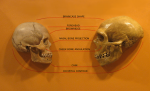 Sapiens_neanderthal_comparison_en