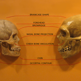 Resource: Neanderthals