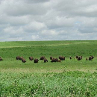 Bison herd grazing