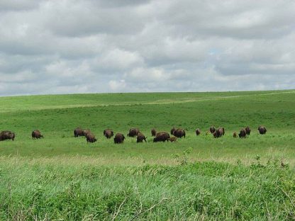 Bison herd grazing