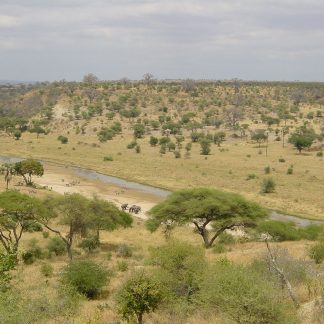 Tarangire national park