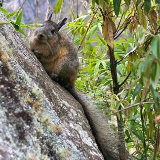 Resource: Extinct Animals in South America