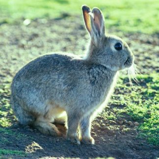 European rabbit (photo: CSIRO)