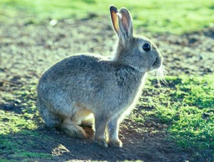 European rabbit (photo: CSIRO)