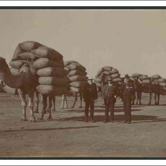 Resource: Camels in Australia