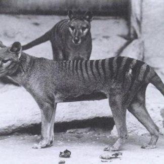 Resource: The Colonial Impact on the Environment