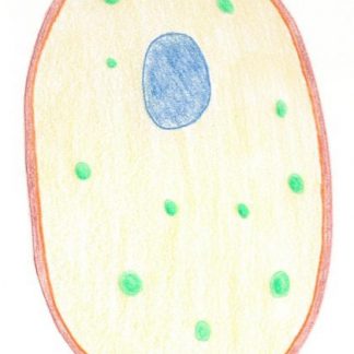 Yeast cell