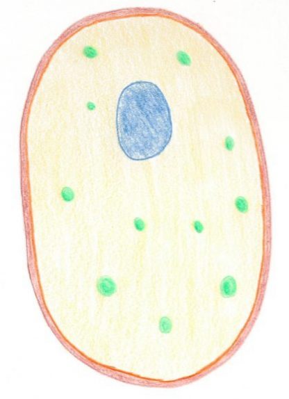 Yeast cell