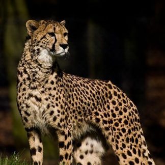 Resource: Plants and Animals Around the World