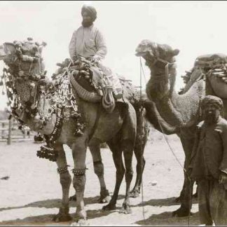 Resource: Afghan Cameleers in Australia