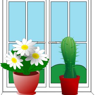 Activity: Growing a Plant