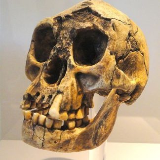 Resource: Homo floresiensis