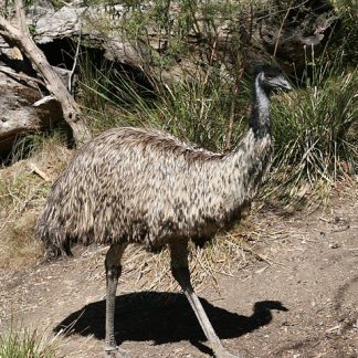 Emu walking