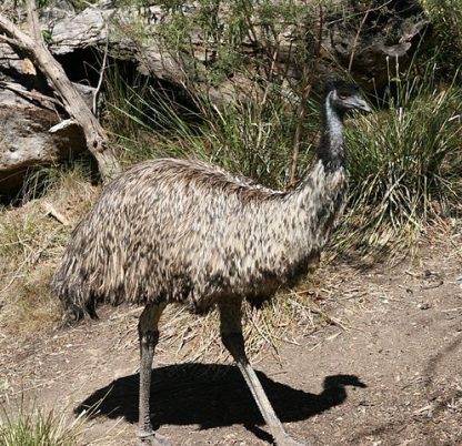 Emu walking