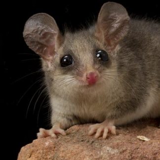 Pygmy possum