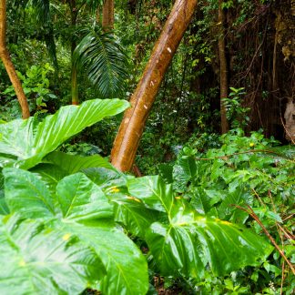 rainforest vegetation