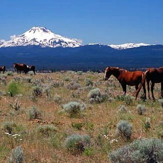 Horses and Mt Jefferson Wasco County Oregon