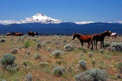 Horses and Mt Jefferson Wasco County Oregon